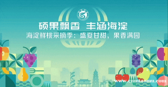硕果飘香·丰涵海淀——海淀鲜桃采摘季：盛夏甘甜，果香满园