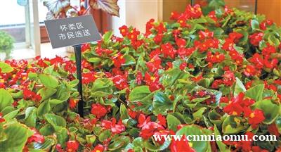 北京市民自育花卉亮相长安街国庆主题花坛