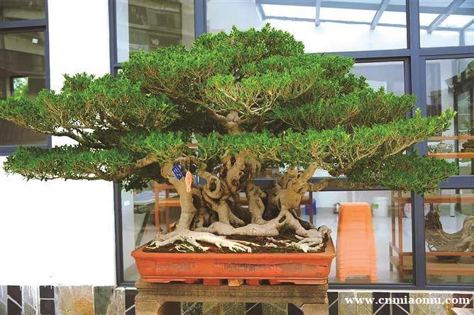 全国首座闽派盆景主题专类公园开放